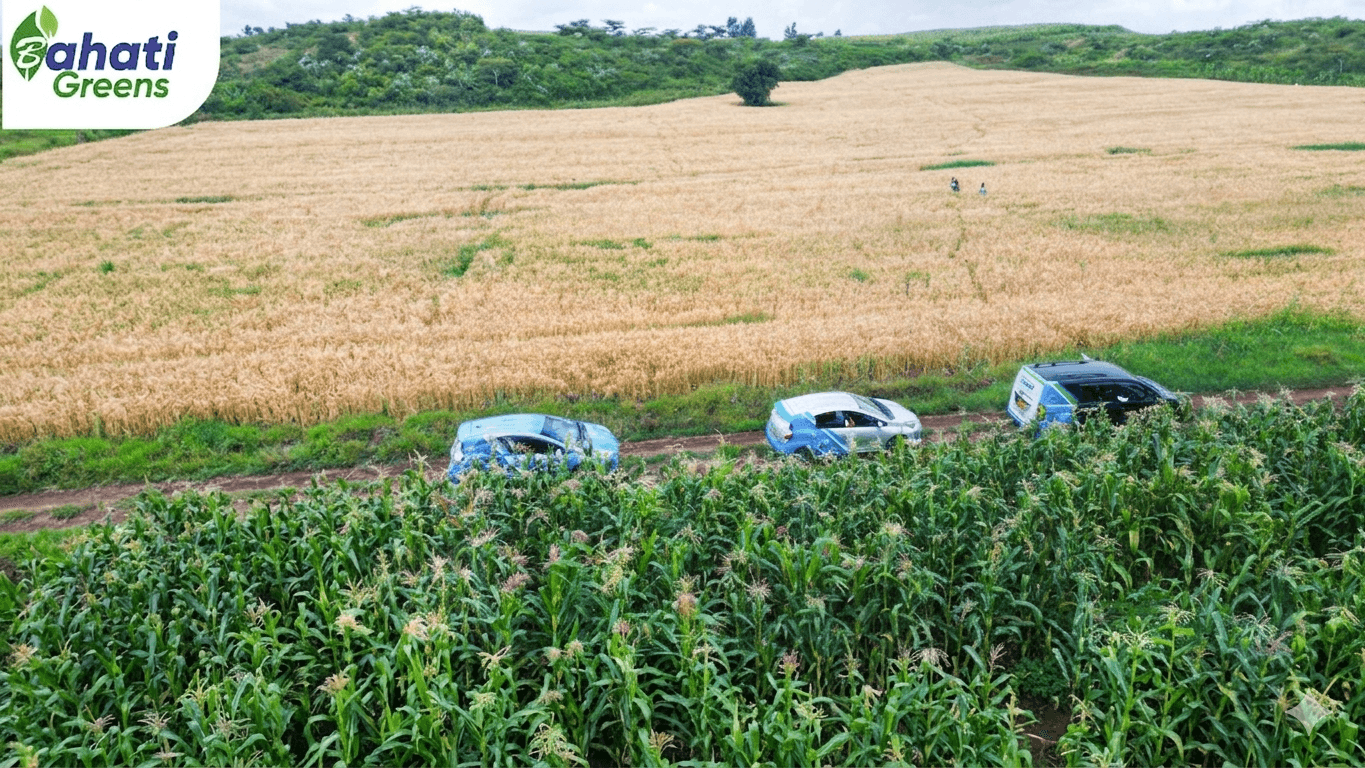Bahati Greens – Nakuru