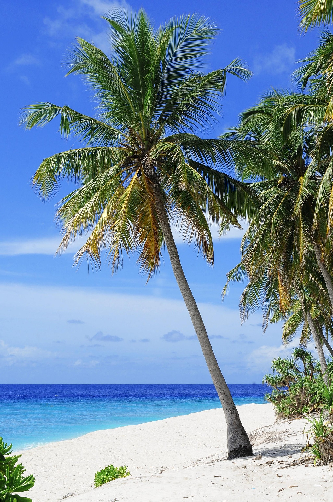Hyssop Acres – Malindi