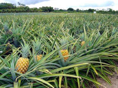 Hyssop Acres Malindi gallery image 1